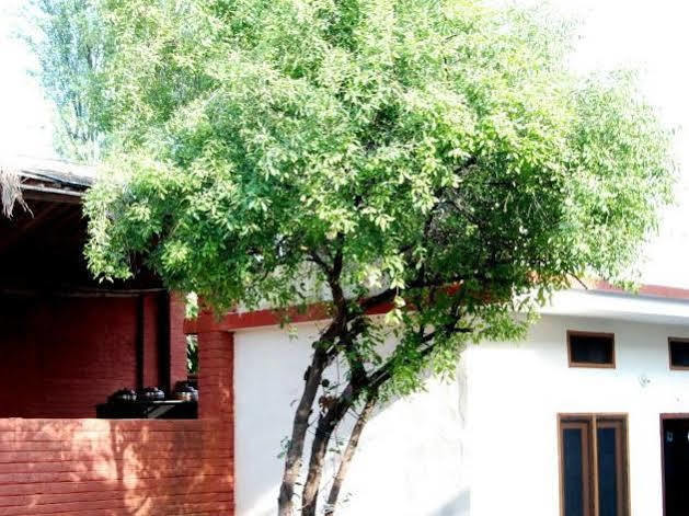 Chandra Hill Resort Ranakpur Eksteriør billede